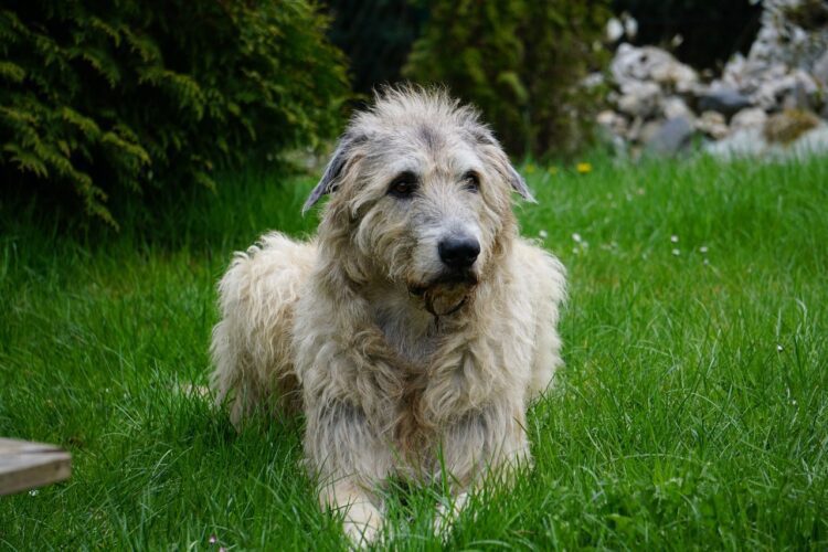 Irish Wolfhound Puppies For Sale