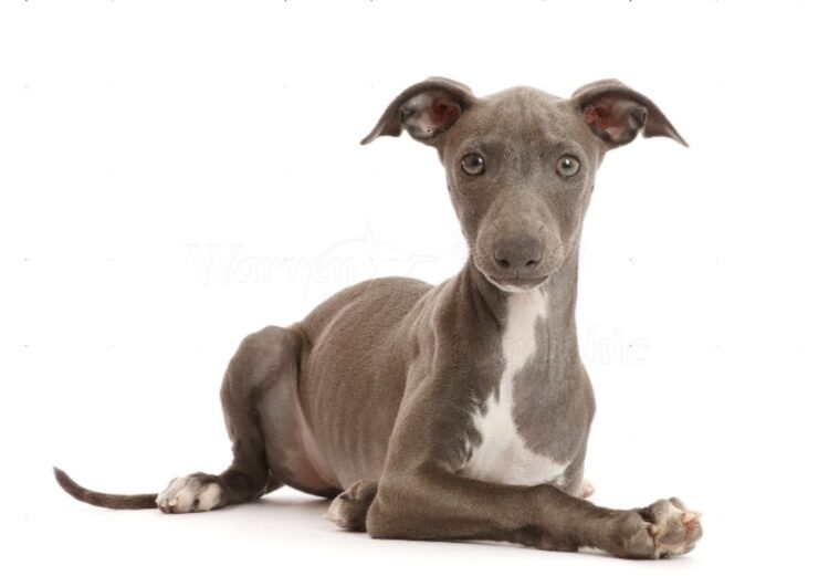 Italian Greyhound Puppies near me