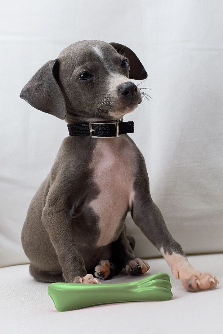 Italian Greyhound Puppies For Sale in india