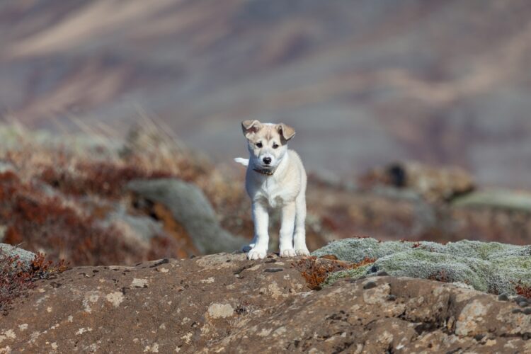 Icelandic Sheepdog Puppies For Sale