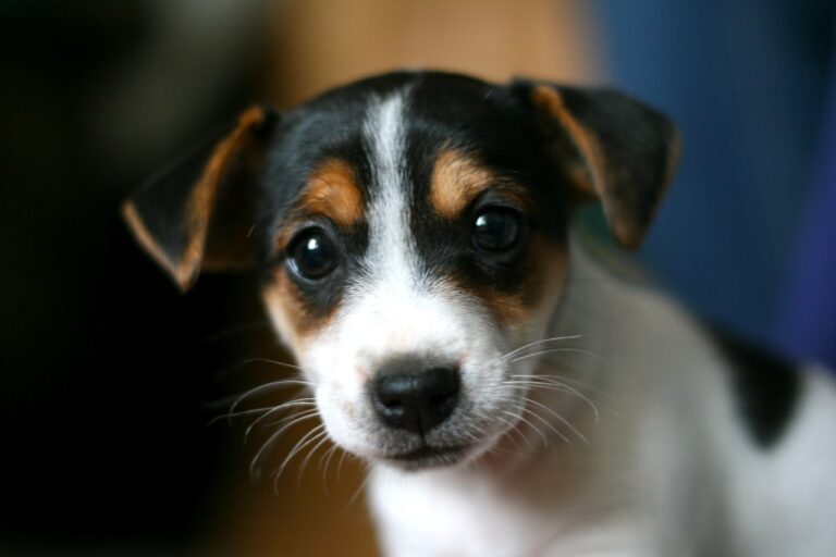 Jack Russell Terrier Rough Coat in delhi