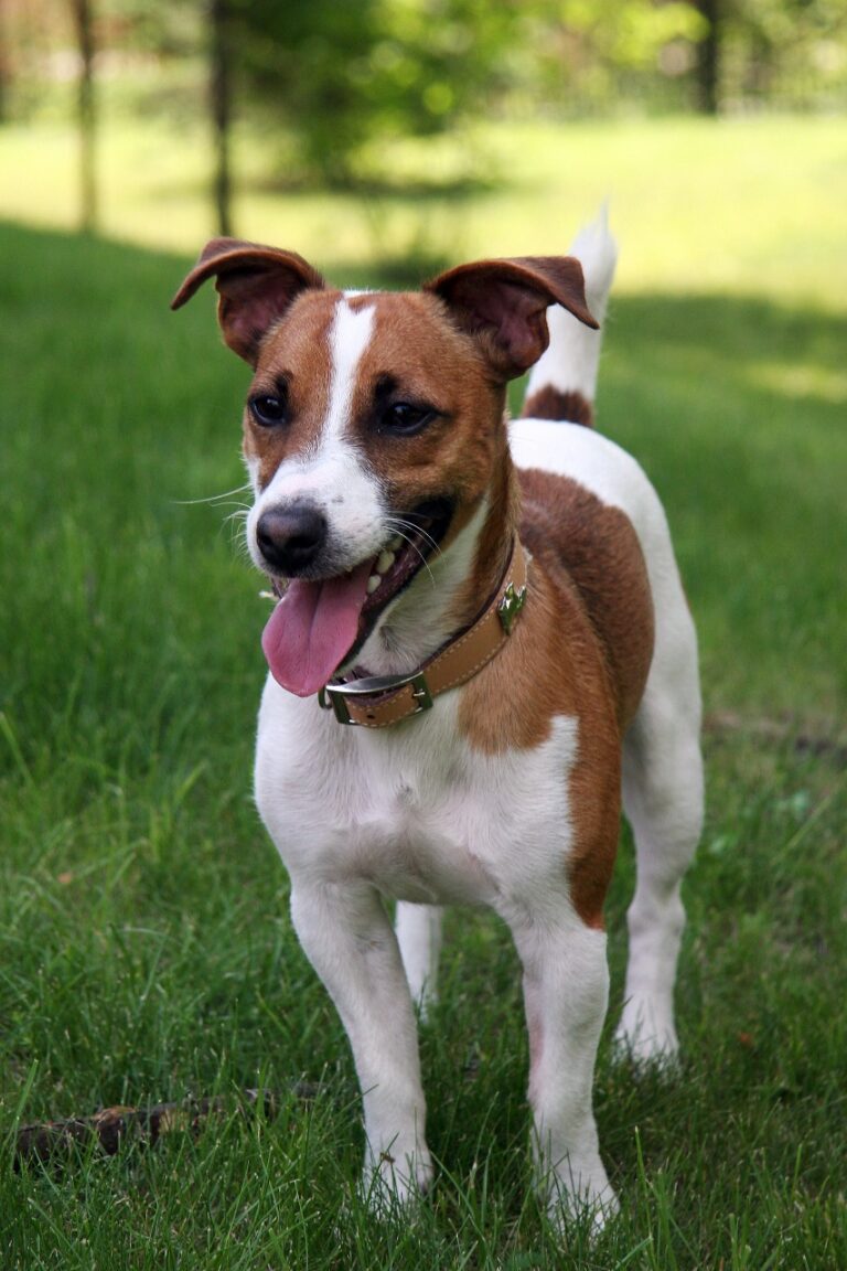 Buy vaccinated Jack Russell Terrier Tri Colour Puppies near me