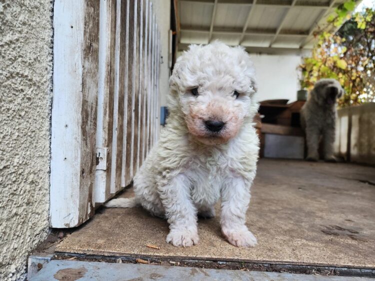 Komondor Puppies For Sale