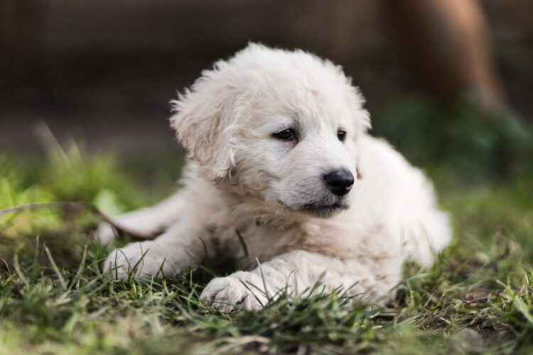 Kuvasz Puppies For Sale