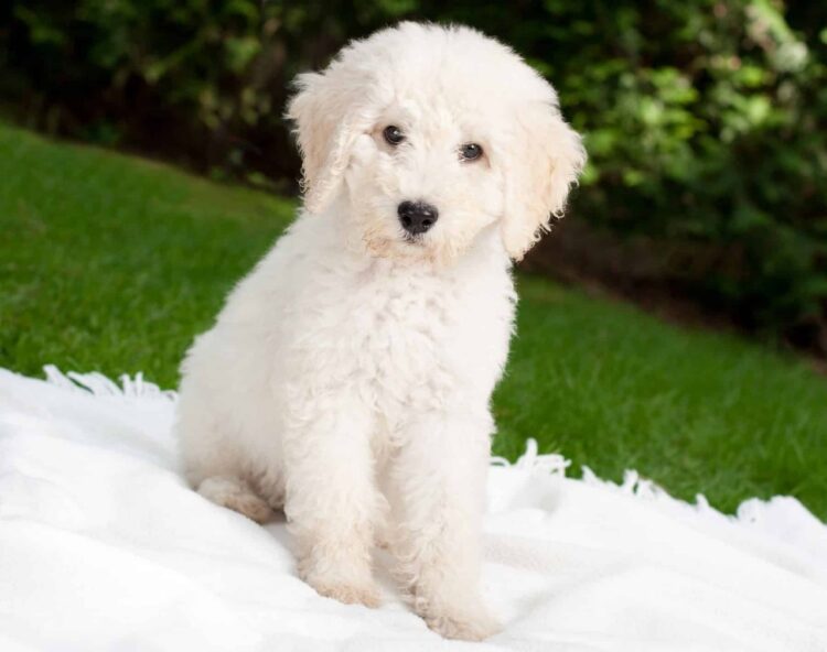 Cute Labradoodle for sale- vaccinated and registered