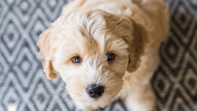 Buy Cute Labradoodle Puppies in Delhi, India