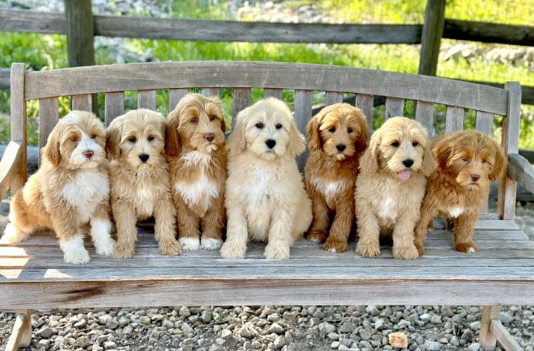 Cute Labradoodle Puppies for sale near me in Delhi, India