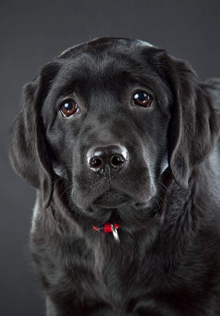 Playful black Labrador puppy with shiny coat