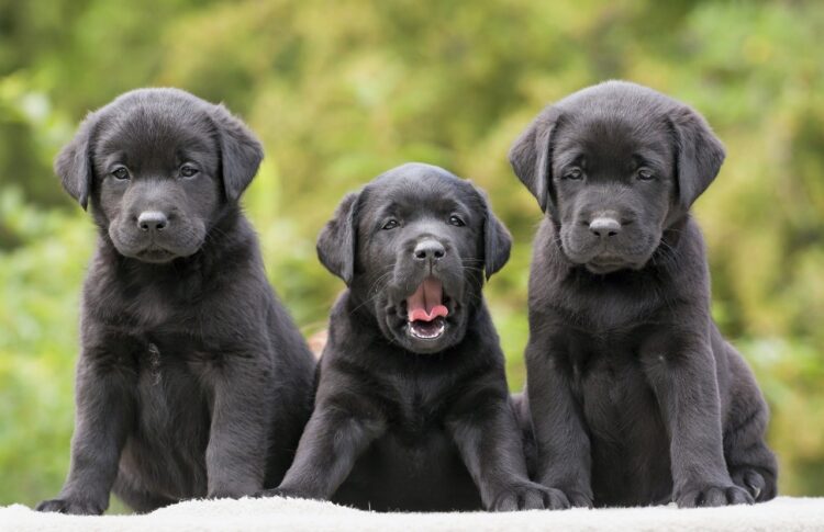 Labrador Retriever puppies near me