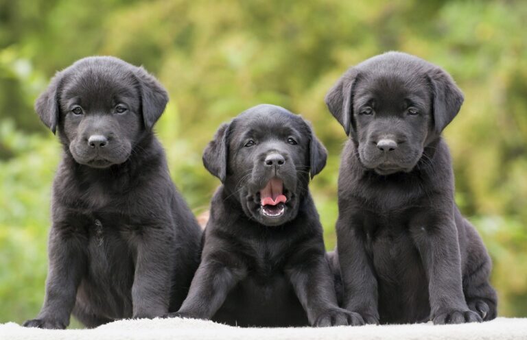 Labrador Retriever puppies near me