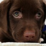 Chocolate Labrador Retriever Puppies For Sale