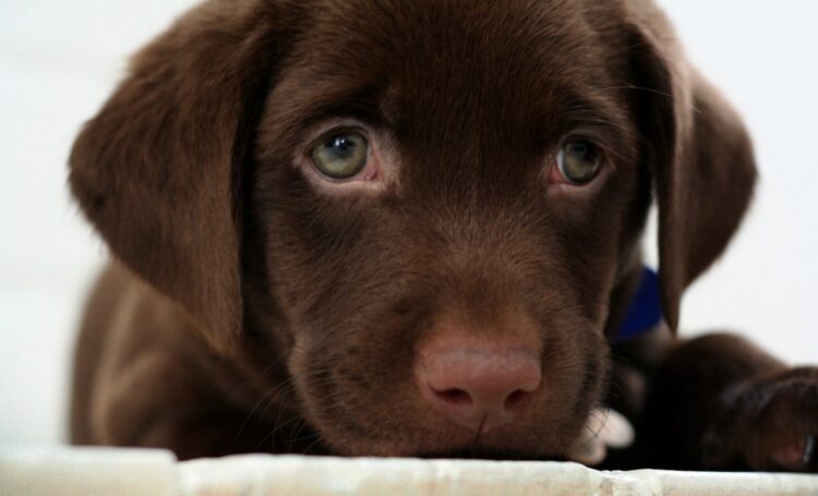 Chocolate Labrador Retriever Puppies For Sale