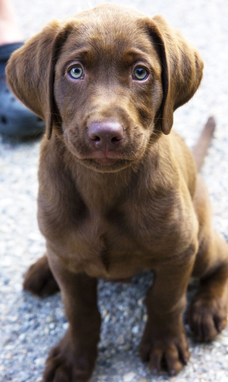 Chocolate Labrador Retriever Puppies in india