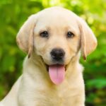 Fawn Labrador Retriever Puppies For Sale in Delhi