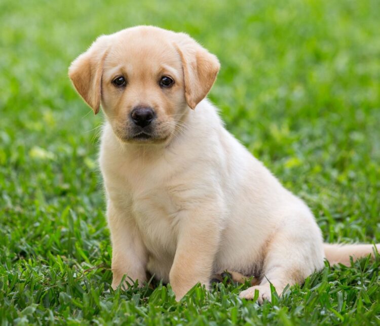 Buy Fawn Labrador Retriever Puppies near me
