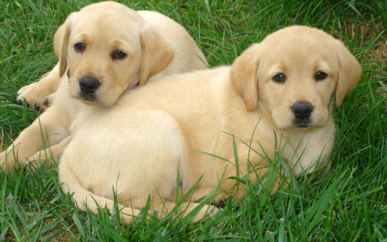 Fawn Labrador Retriever Puppies for sale- vaccinated
