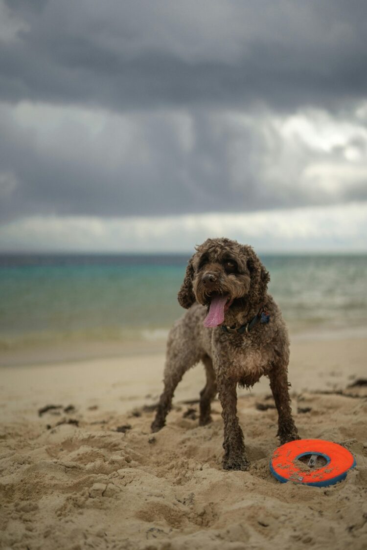 Lagotto Romagnolo