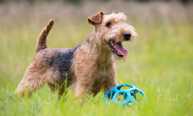 Lakeland Terrier Puppies For Sale