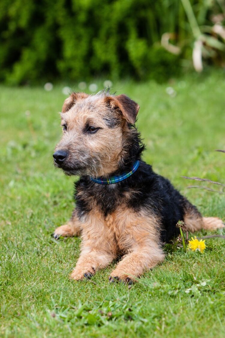 Lakeland Terrier Puppies For Sale