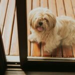 Lhasa Apso White Puppies For Sale