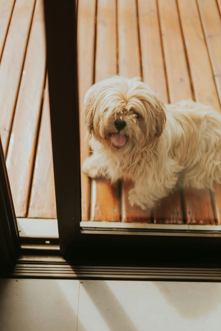 Lhasa Apso White Puppies For Sale