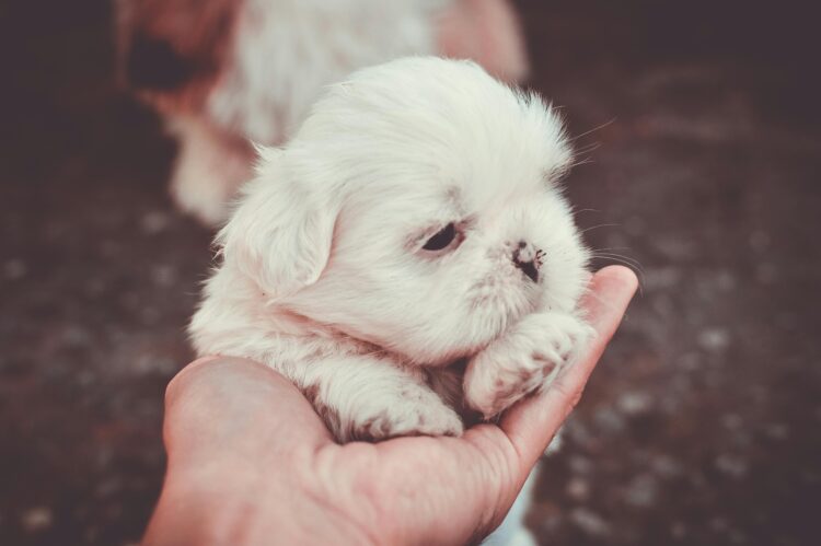 Lhasa Apso White Puppies near me