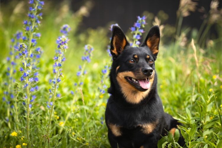 Lancashire Heeler Puppies For Sale