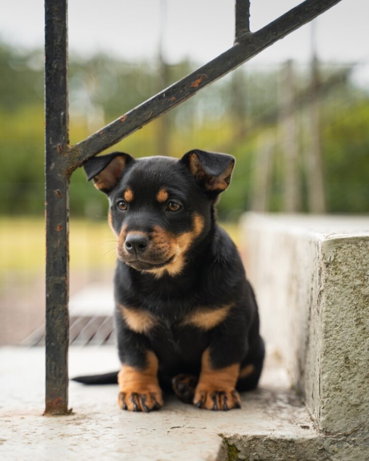 Lancashire Heeler Puppies For Sale