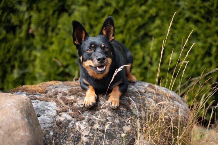 Lancashire Heeler Puppies For Sale