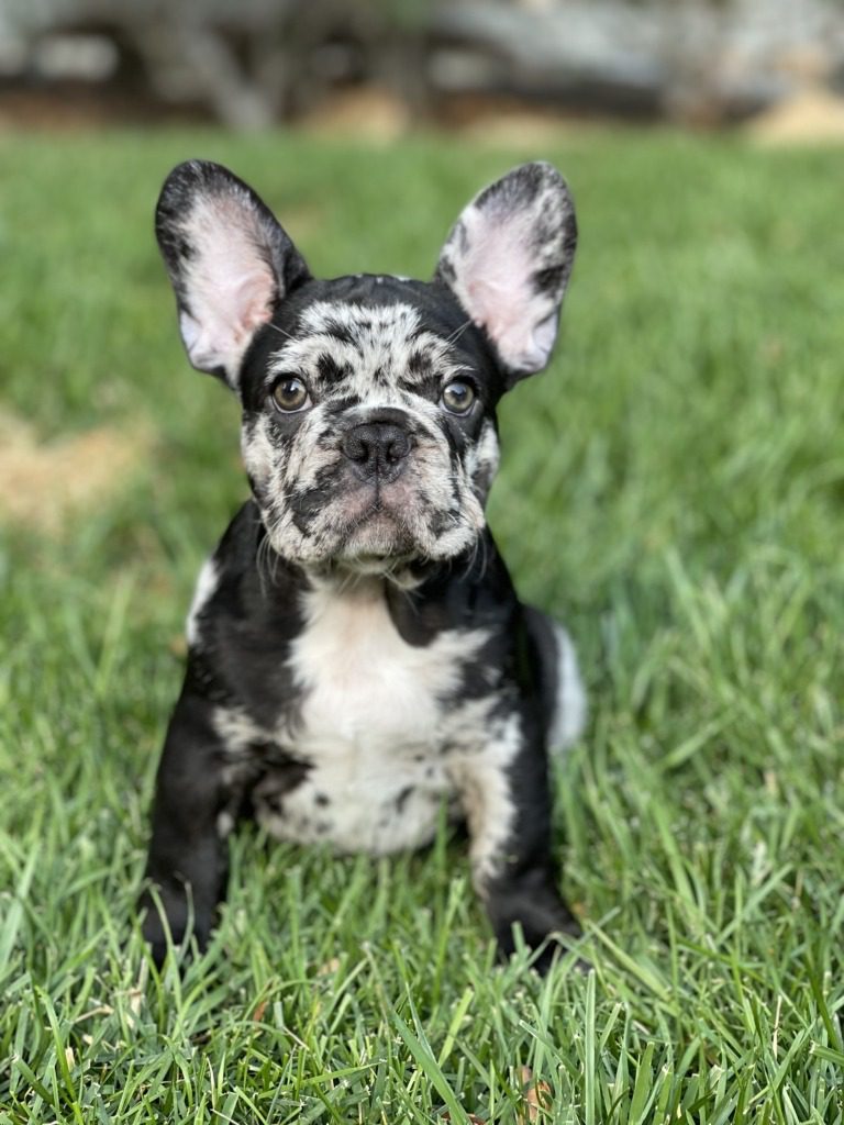 French Bulldog Puppies For Sale in Delhi, India