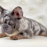 French Bulldog Puppies For Sale- vaccinated