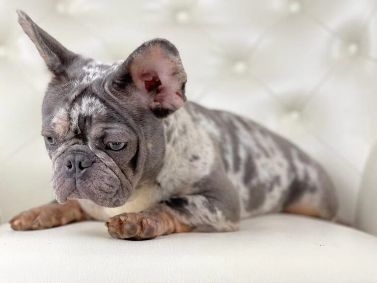 French Bulldog Puppies For Sale- vaccinated