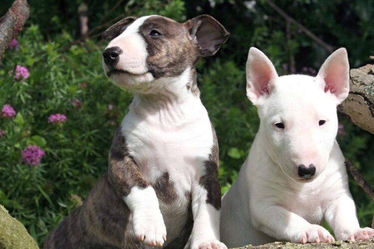 Miniature Bull Terrier Puppies For Sale