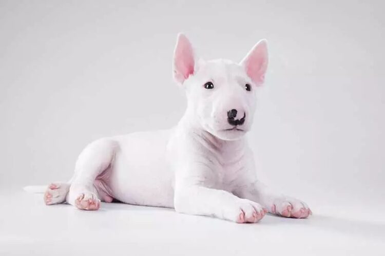 Bull Terrier Puppies in delhi