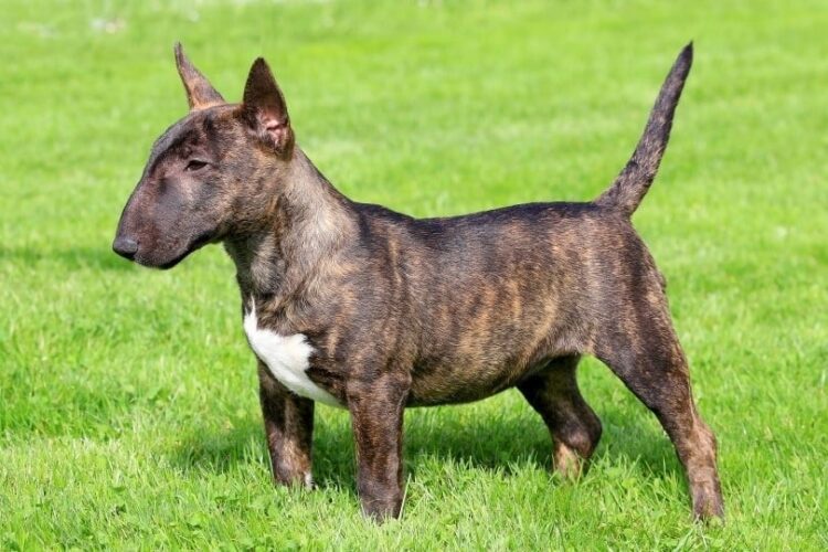 Miniature Bull Terrier Puppies For Sale