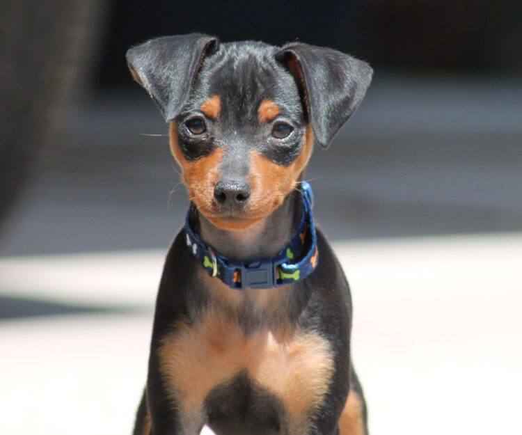 Miniature Pinscher Puppies For Sale