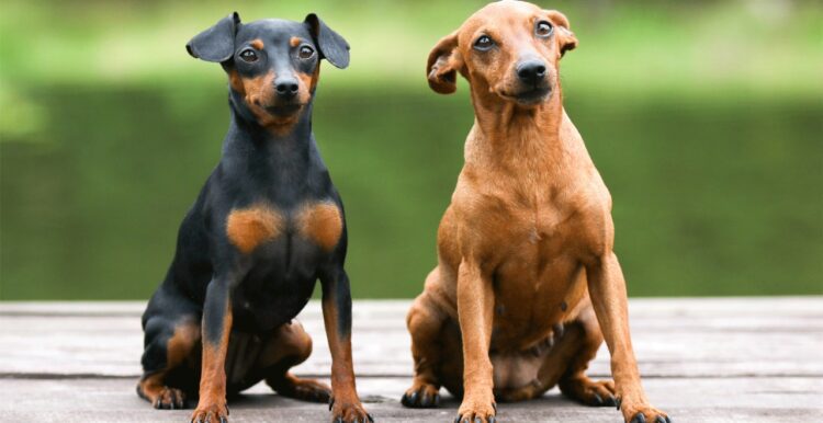 Miniature Pinscher Puppies For Sale