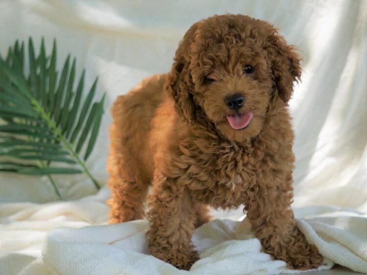 Miniature Poodle Puppies near me in delhi