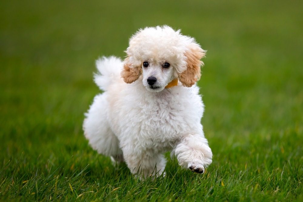 miniature poodle price range