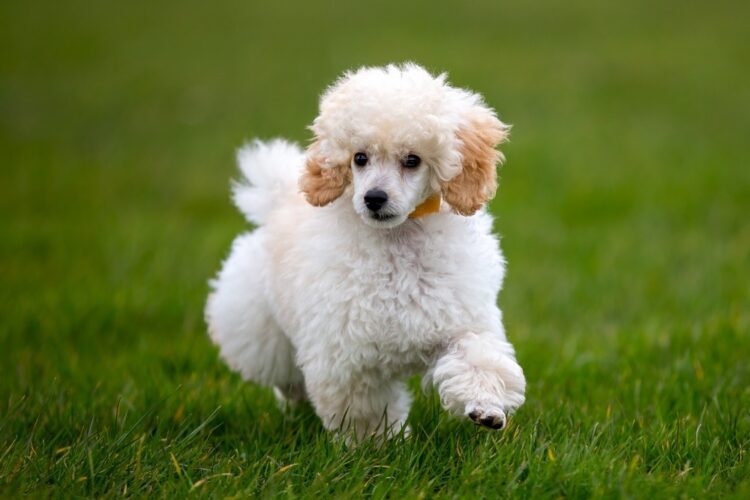 Miniature Poodle Puppies For sale- vaccinated