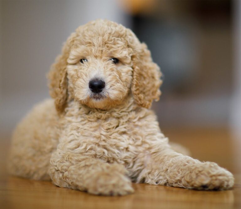 miniature poodle price range