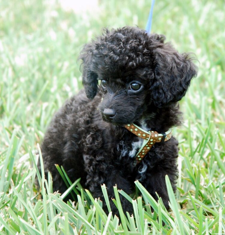 Miniature Poodle Puppies in india