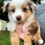 Miniature American Shepherd Puppies for sale