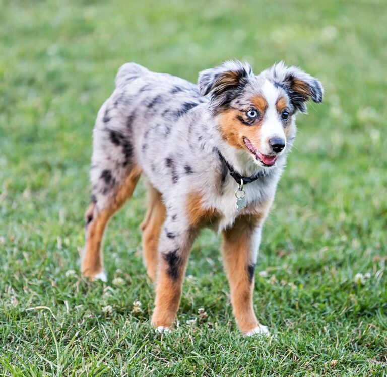 Miniature American Shepherd near me