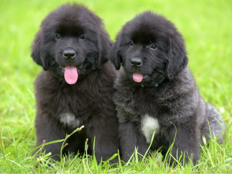 Newfoundland Puppies For Sale in delhi