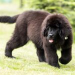Newfoundland Puppies For Sale