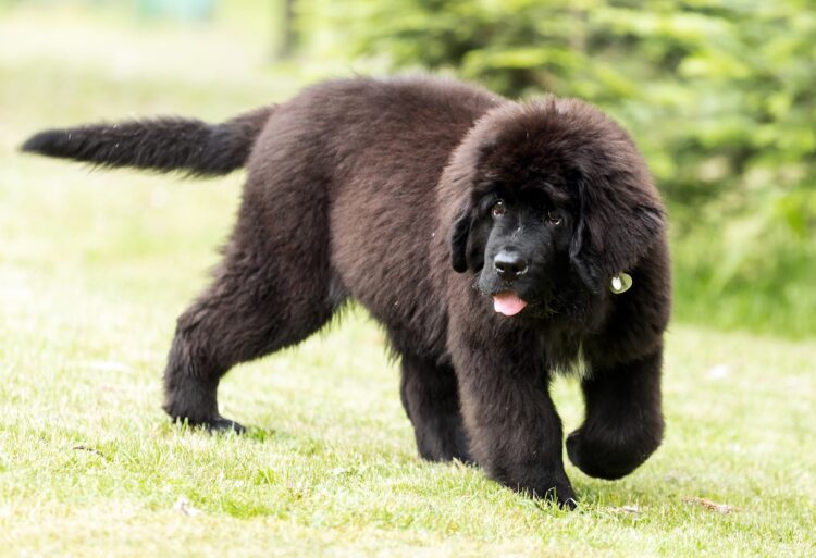 Newfoundland Puppies For Sale