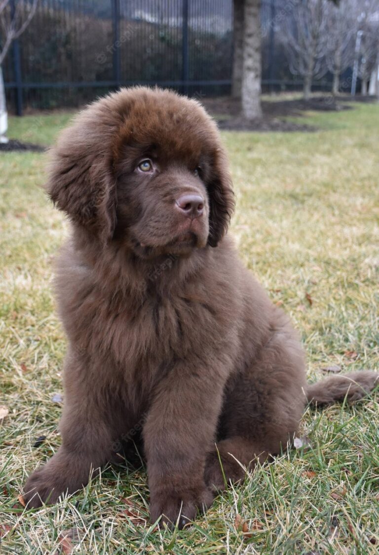 Newfoundland Puppies For Sale
