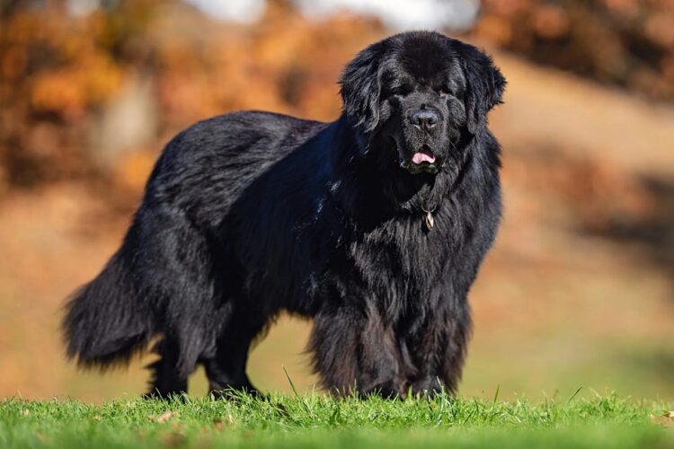 Newfoundland Puppies For Sale