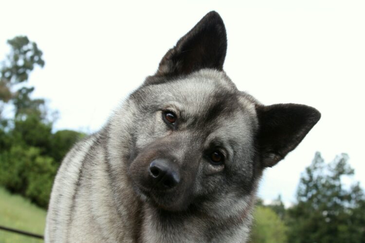 Norwegian Elkhound Puppies For Sale